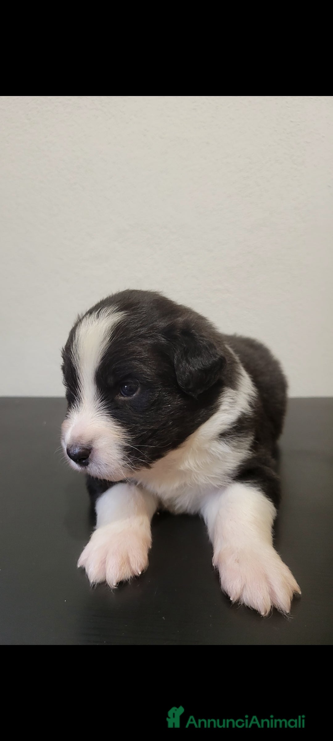 Australian Shepherd cani in vendita: Amorevoi Cuccioli Pastore Australiano (Aussi) - Annuncio 6