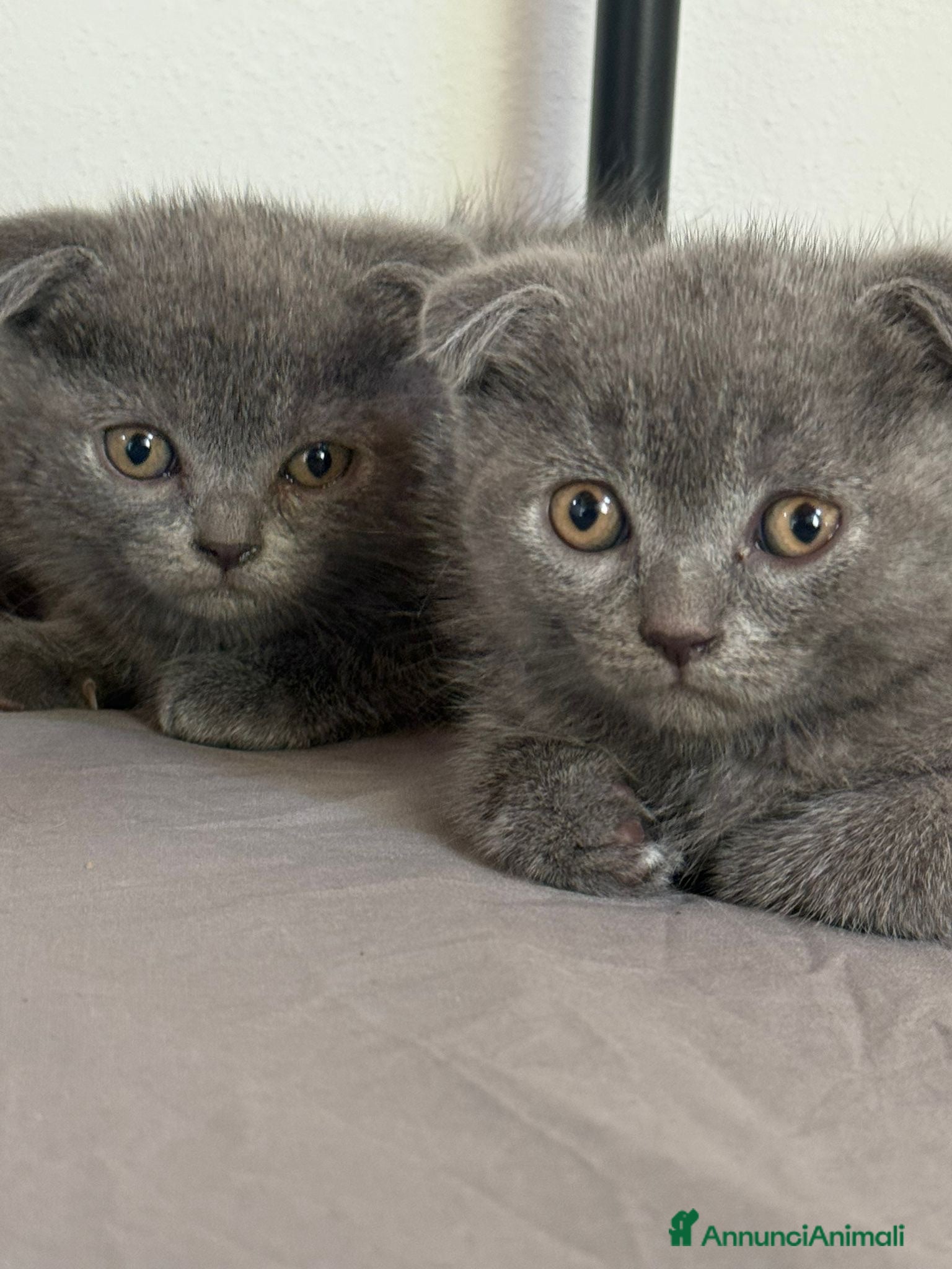 Scottish gatti Scottish fold/straight  - Annuncio 1