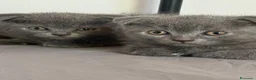 Scottish gatti in vendita: Scottish fold/straight  - Annuncio 1