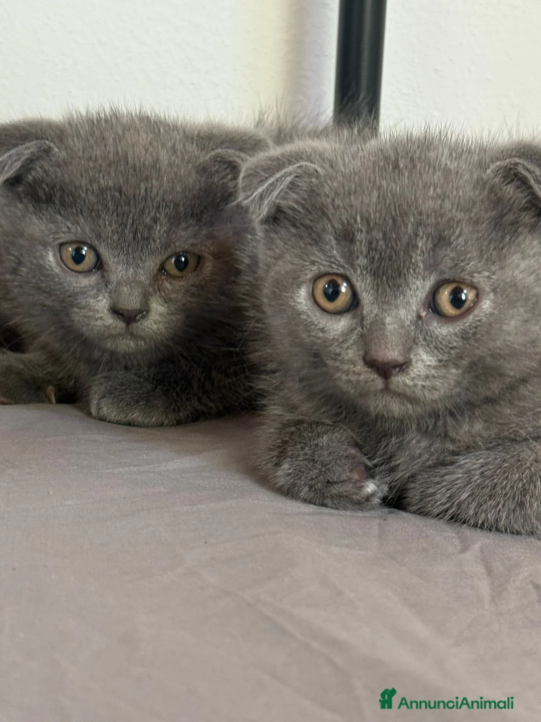 Scottish gatti in vendita: Scottish fold/straight  - Annuncio 1
