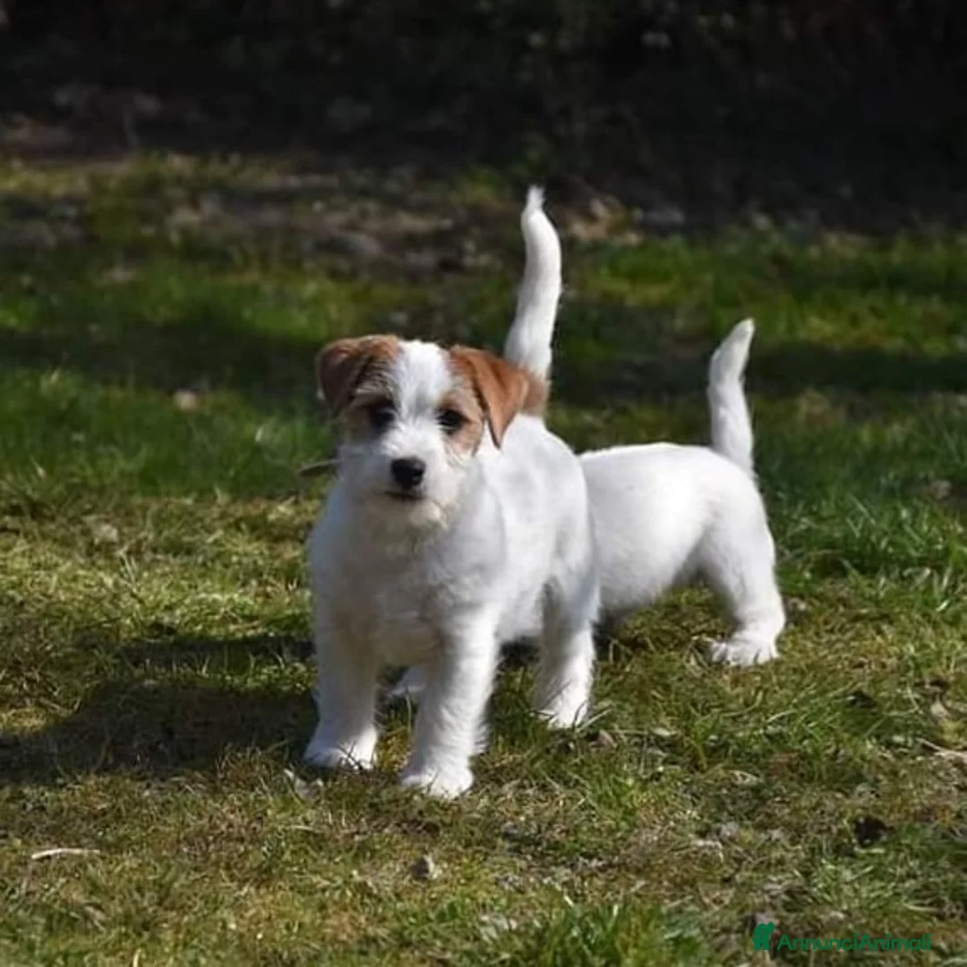 Immagine della galleria {{count}}