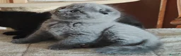Scottish gatti in vendita: Gattini Scottish Fold & Straight con Pedigree - Annuncio 12