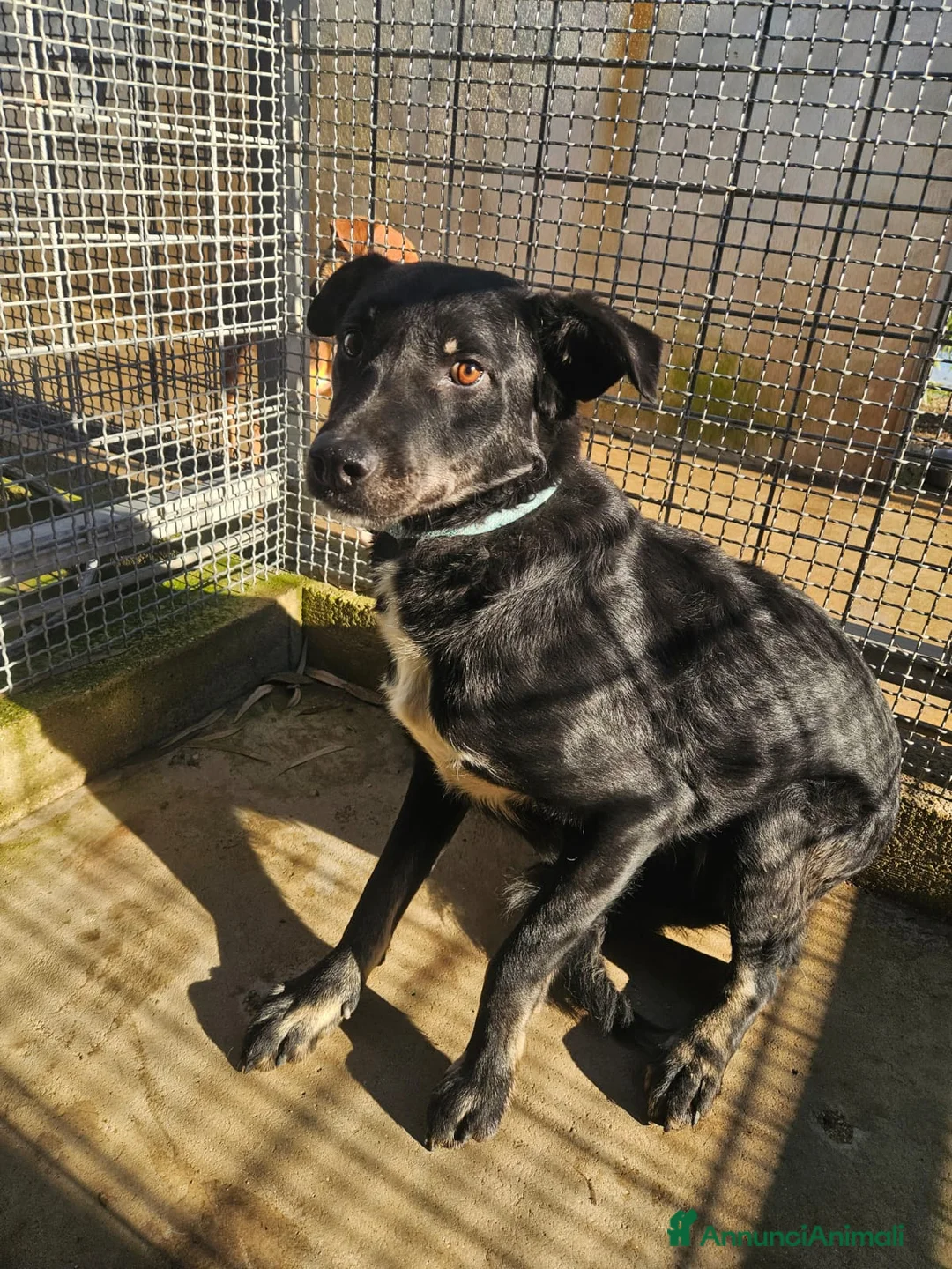 Meticcio cani in regalo: Luigi: 2 anni, taglia media  - Annuncio 1