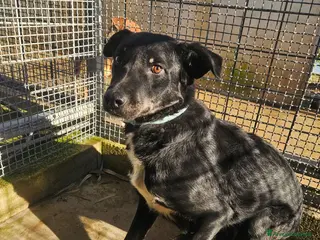 Meticcio cani Luigi: 2 anni, taglia media - Annuncio 1