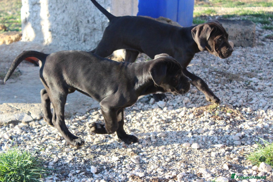 Cane Corso cani in vendita: Cuccioli Cane Corso Selezionati - Annuncio 5