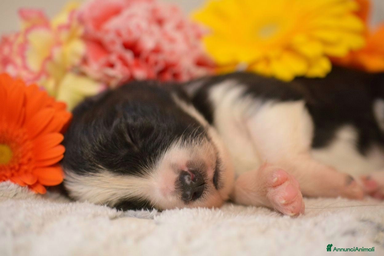 Border Collie cani Cuccioli di Border Collie in Emilia Romagna  - Annuncio 2