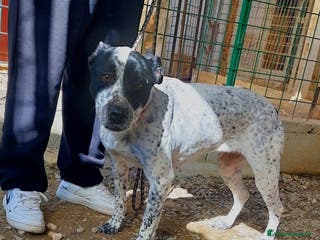 Meticcio cani BRIA cerca il contatto umano - Annuncio 20