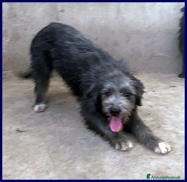 Meticcio cani LAGUNA una timidina! - Annuncio 39