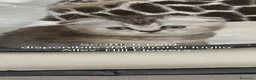 British gatti in vendita: Bellissimi Scottish Straight e Fold - Annuncio 5