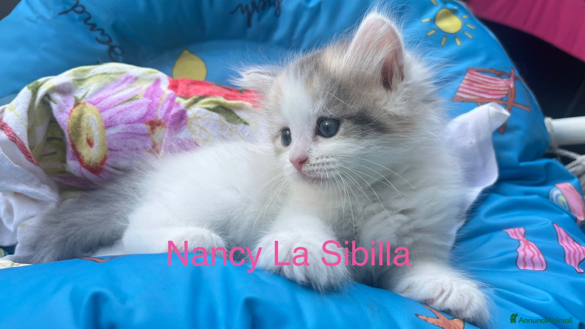 Siberiano gatti Gattini siberiani con pedigree - Annuncio 2