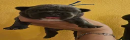 Bulldog Francese cani in vendita: Cuccioli bulldog francese esotico fluffy - Annuncio 10