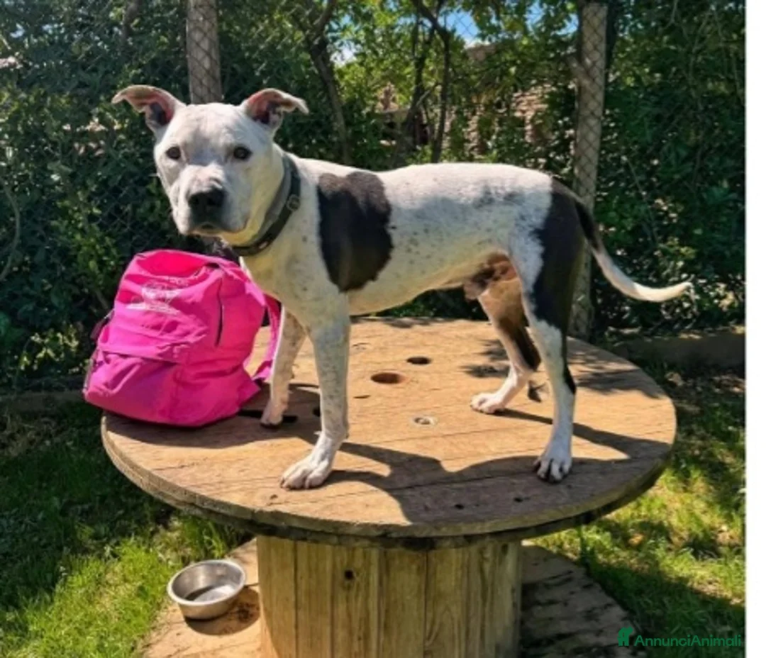 Pitbull cani in regalo: Pitbullino anziano DOLCISSIMO in canile TRISTE!GE a Città metropolitana di Milano - Annuncio 3