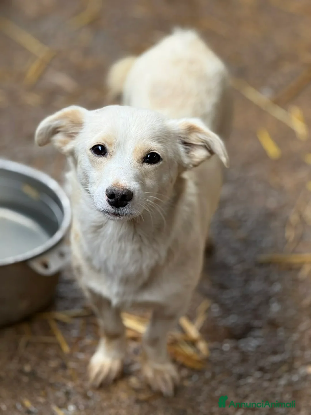 Meticcio cani in regalo: TANTI CUCCIOLI TAGLIA PICCOLA!! Dolcissimi! - Annuncio 2