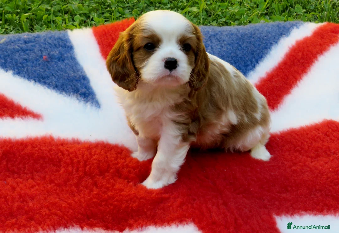 Cavalier King cani in vendita: Cuccioli cavalier king pedigree ENCI  - Annuncio 2