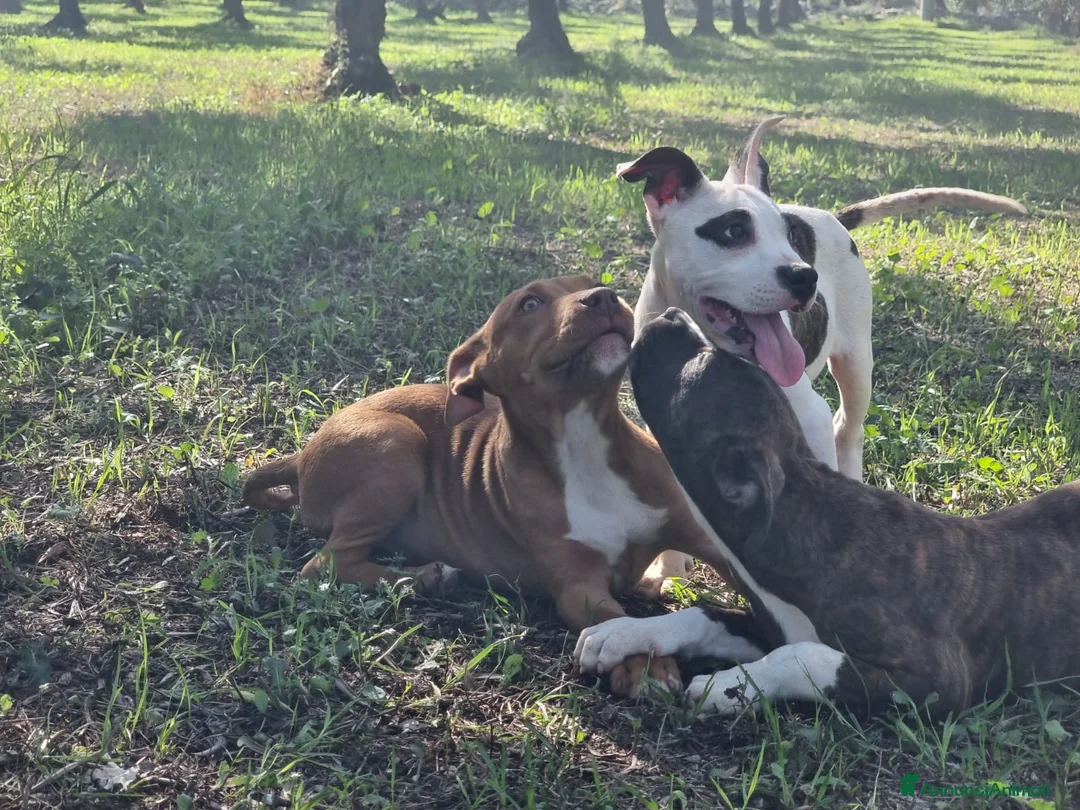 American Staffordshire cani in vendita: Cuccioli Amstaff Pedigree Bari Lecce Taranto a Città Metropolitana di Bari - Annuncio 6