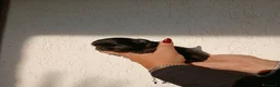 Chihuahua cani in vendita: Cuccioli di chihuahua  - Annuncio 8