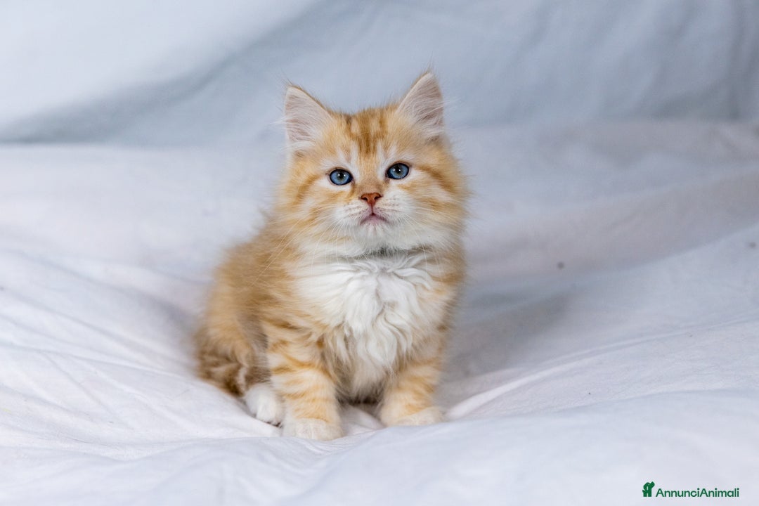 Siberiano gatti in vendita: Cuccioli gatto siberiano subito disponibili - Annuncio 4