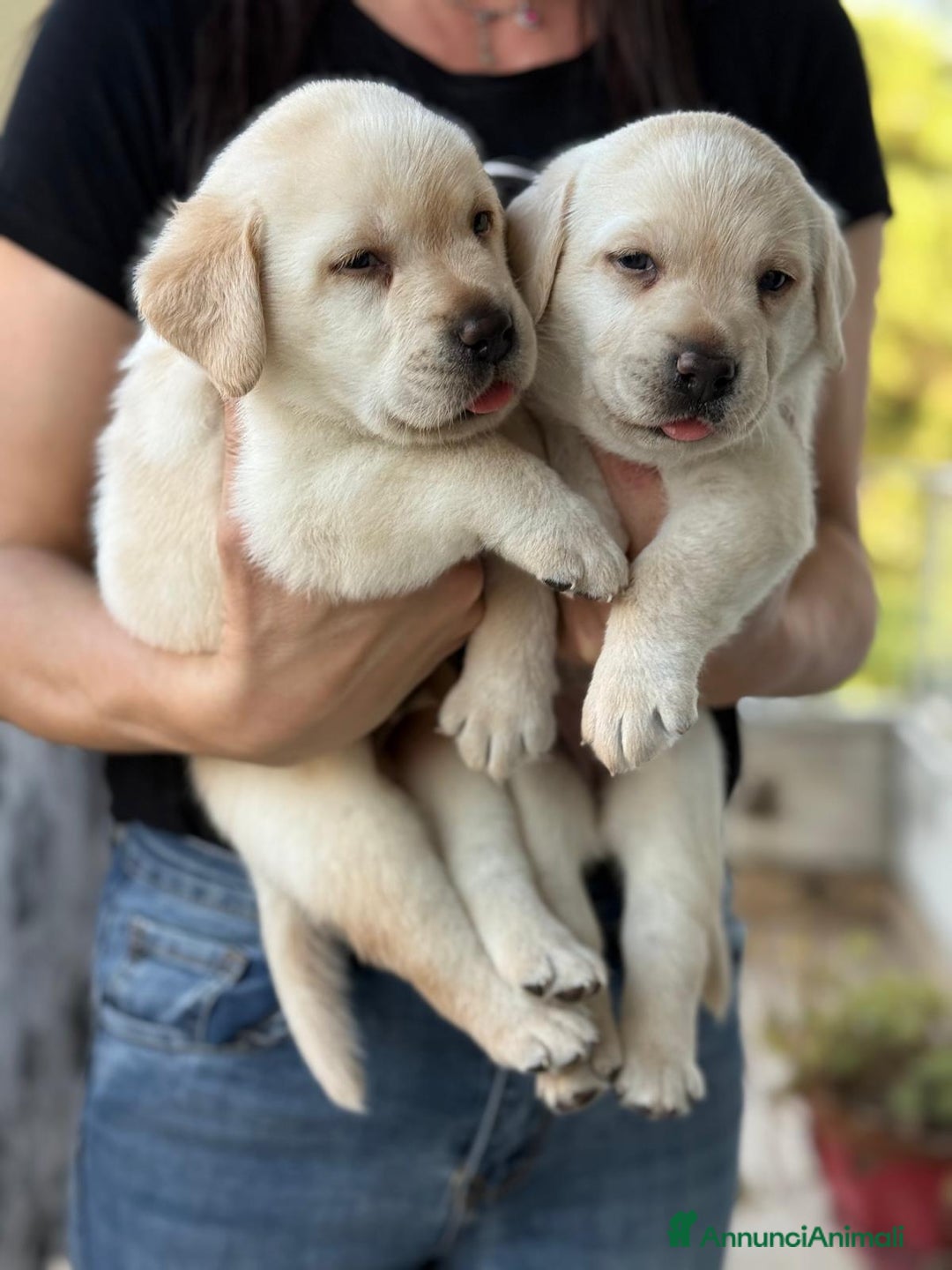 Labrador cani in vendita: Cuccioli Labrador  a Provincia di Perugia - Immagine 8
