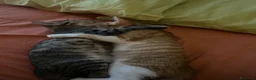 Meticcio gatti in regalo: regalo gattini a Città Metropolitana di Napoli - Annuncio 3
