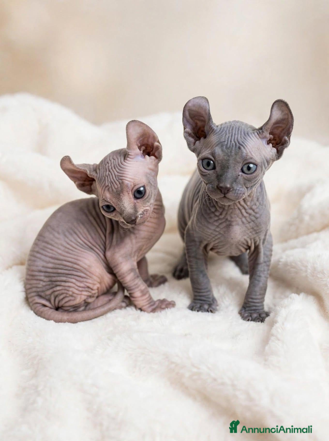 Sphynx gatti Cuccioli elf cercano casa - Annuncio 1