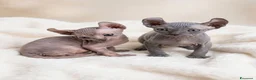 Sphynx gatti in vendita: Cuccioli elf cercano casa - Annuncio 1
