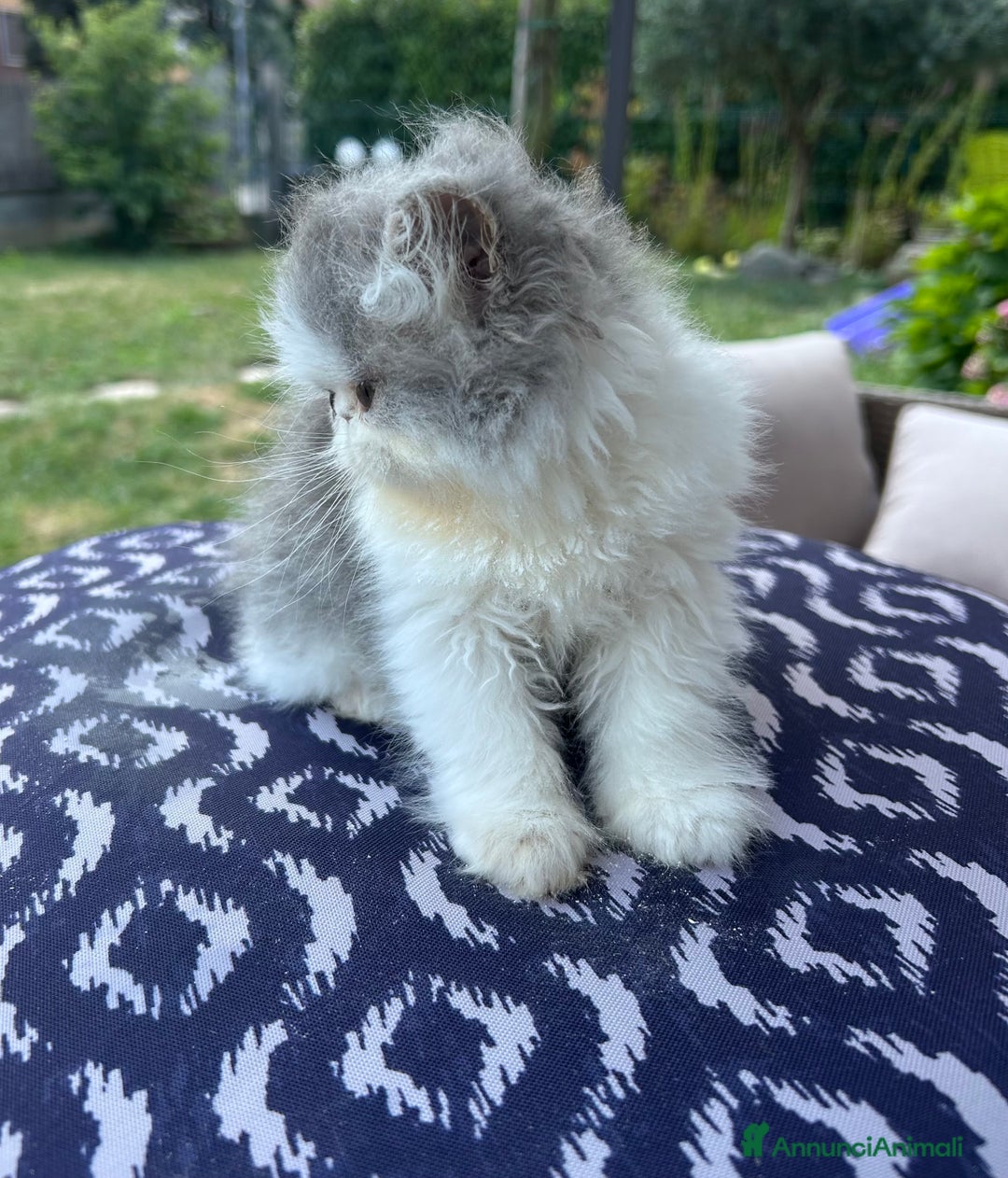 Persiano gatti in vendita: Cucciolo gatto persiano  a Città Metropolitana di Torino - Immagine 4