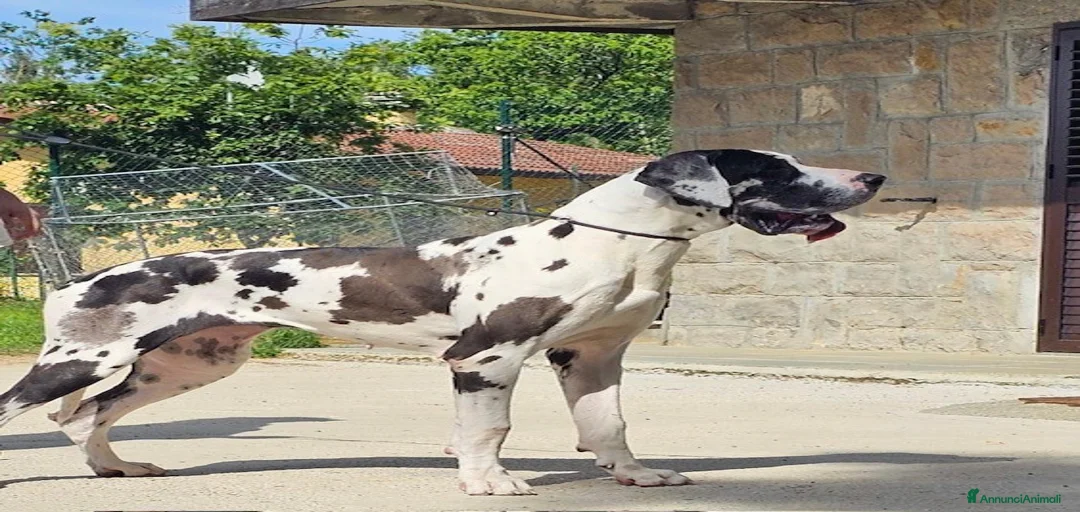 Immagine della galleria {{count}}