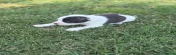 Staffordshire cani in vendita: Stupendi Staffy - Annuncio 3