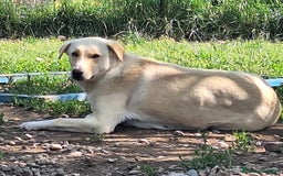 Labrador cani in regalo: Diana un cane speciale in cerca di casa  a Città metropolitana di Milano - Immagine 3
