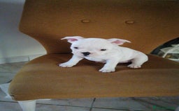 Bulldog Francese cani in vendita: Bulldog Francese  - Immagine 2