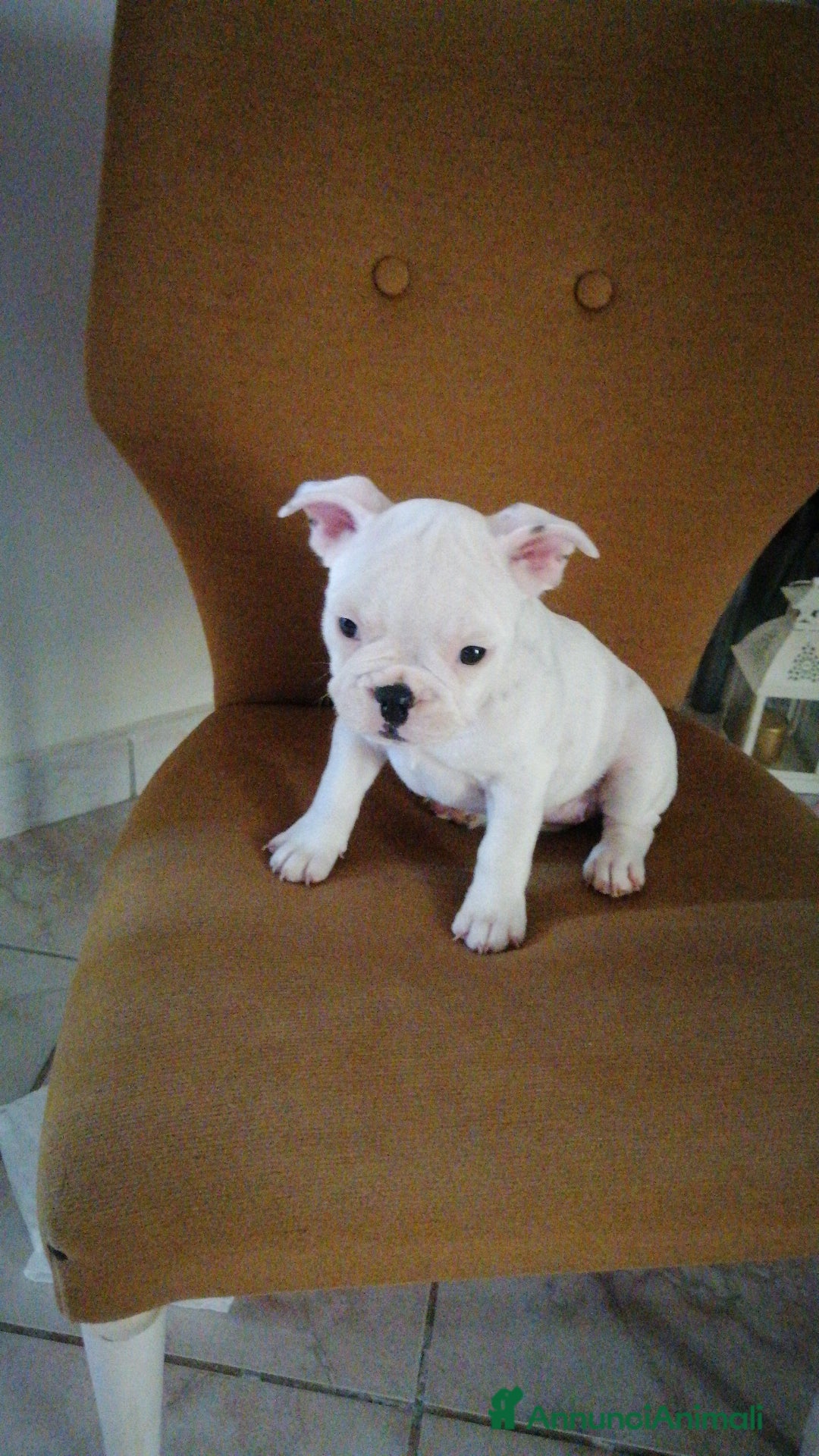 Bulldog Francese cani in vendita: Bulldog Francese  - Immagine 2