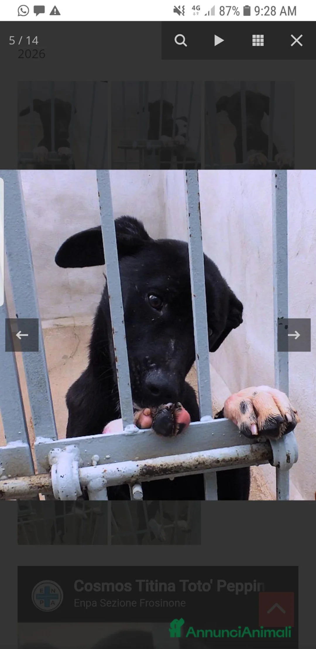 Meticcio cani in regalo: TOTO', 2 ANNI, allegro e simpatico - Annuncio 2