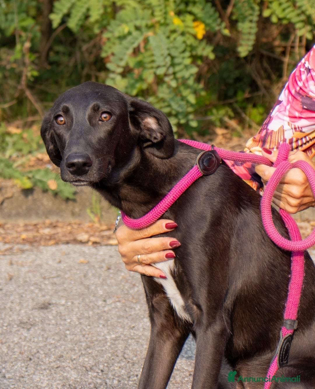 Altre razze cani in regalo: piccolo - Annuncio 5