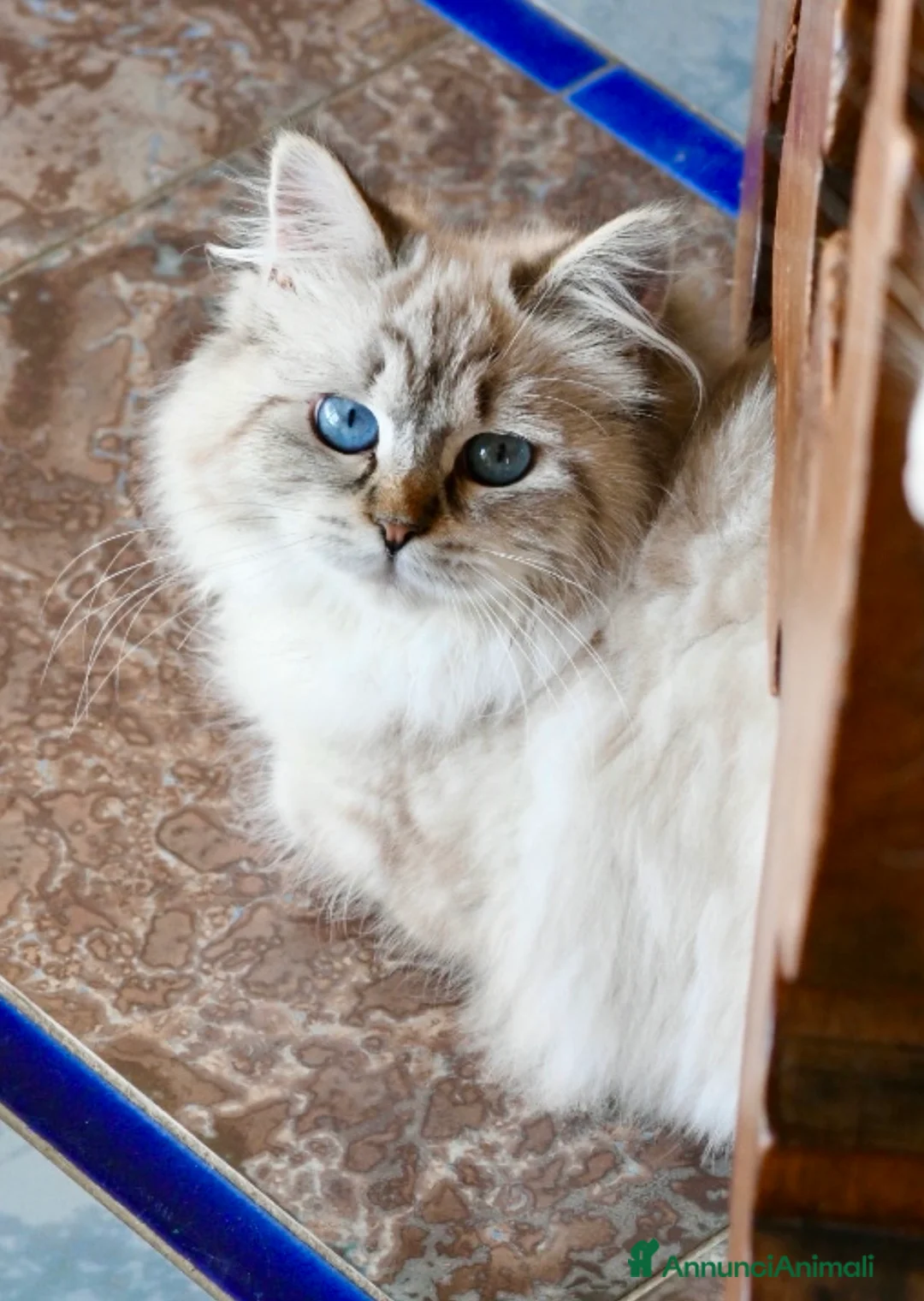 Siberiano gatti in vendita: Cuccioli Neva Masquerade Siberiano pedigree Anfi - Annuncio 2