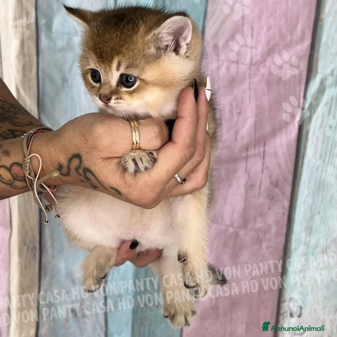 British gatti in vendita: Cuccioli British Shorthair  - Annuncio 10
