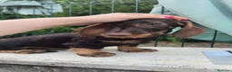 Bassotto cani in vendita: Bassotti a pelo duro - Annuncio 5