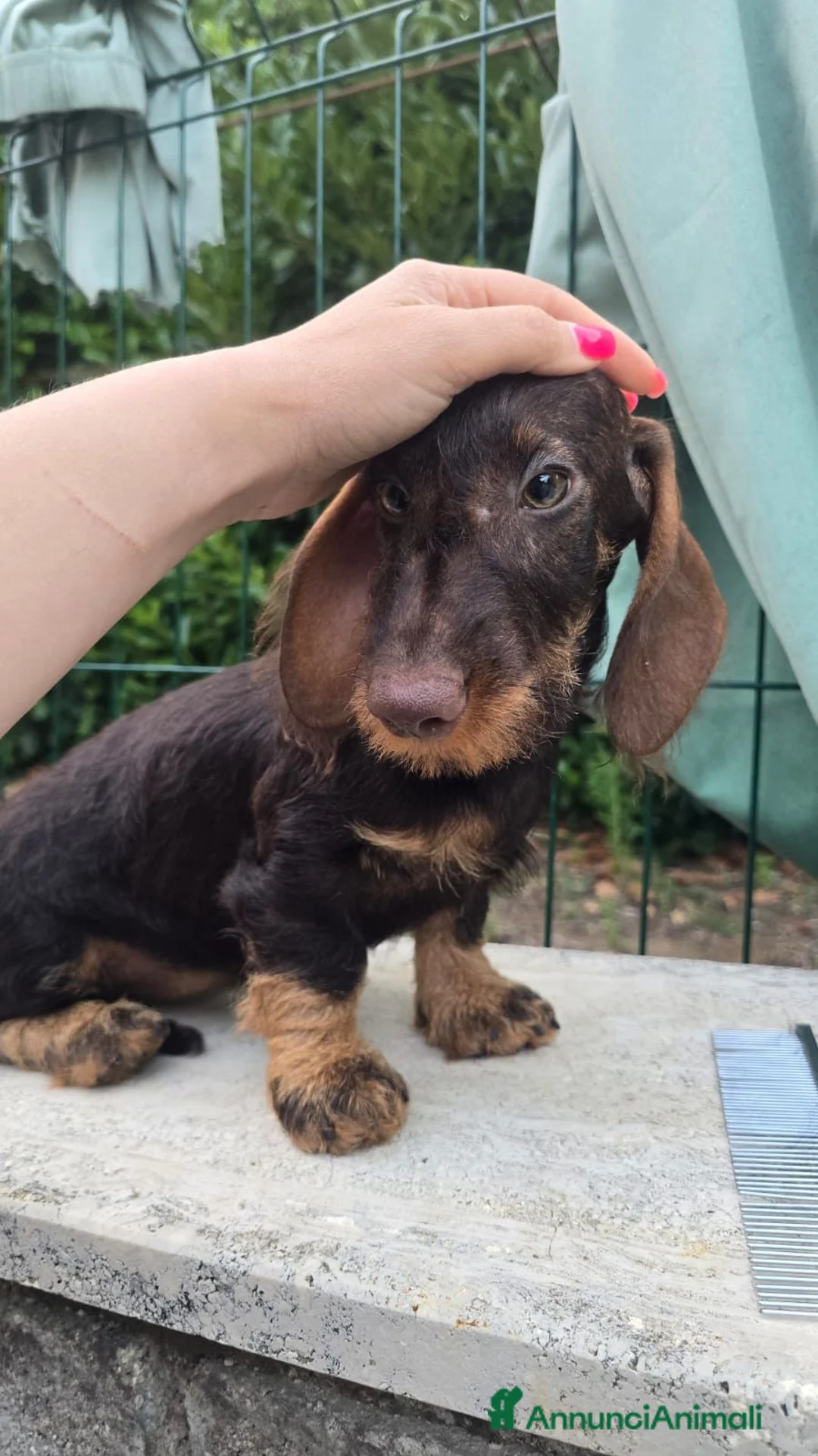 Bassotto cani in vendita: Bassotti a pelo duro - Annuncio 5