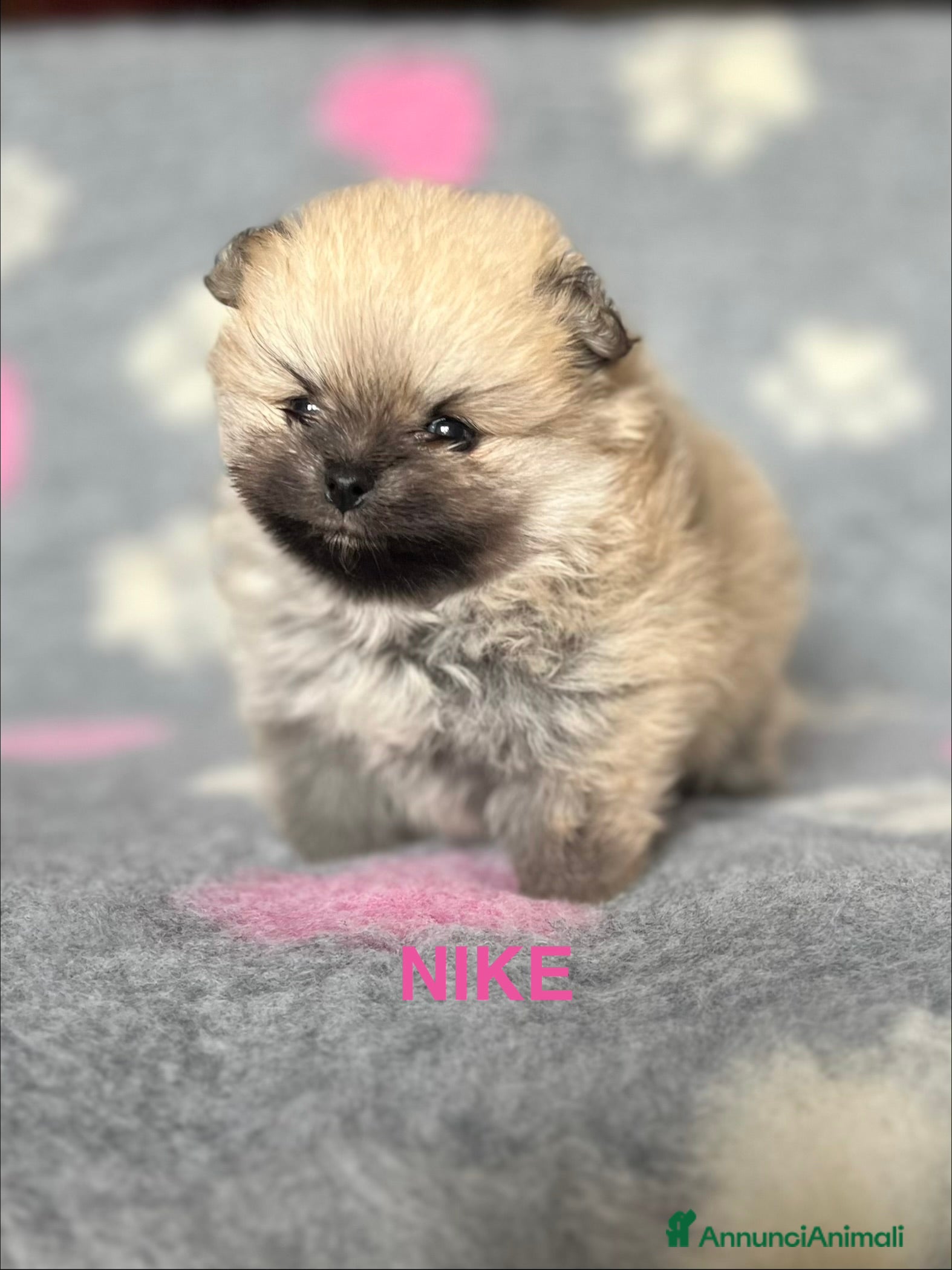 Volpino Pomerania cani CUCCIOLA POMERANIA CON PEDIGREE ENCI - Annuncio 9