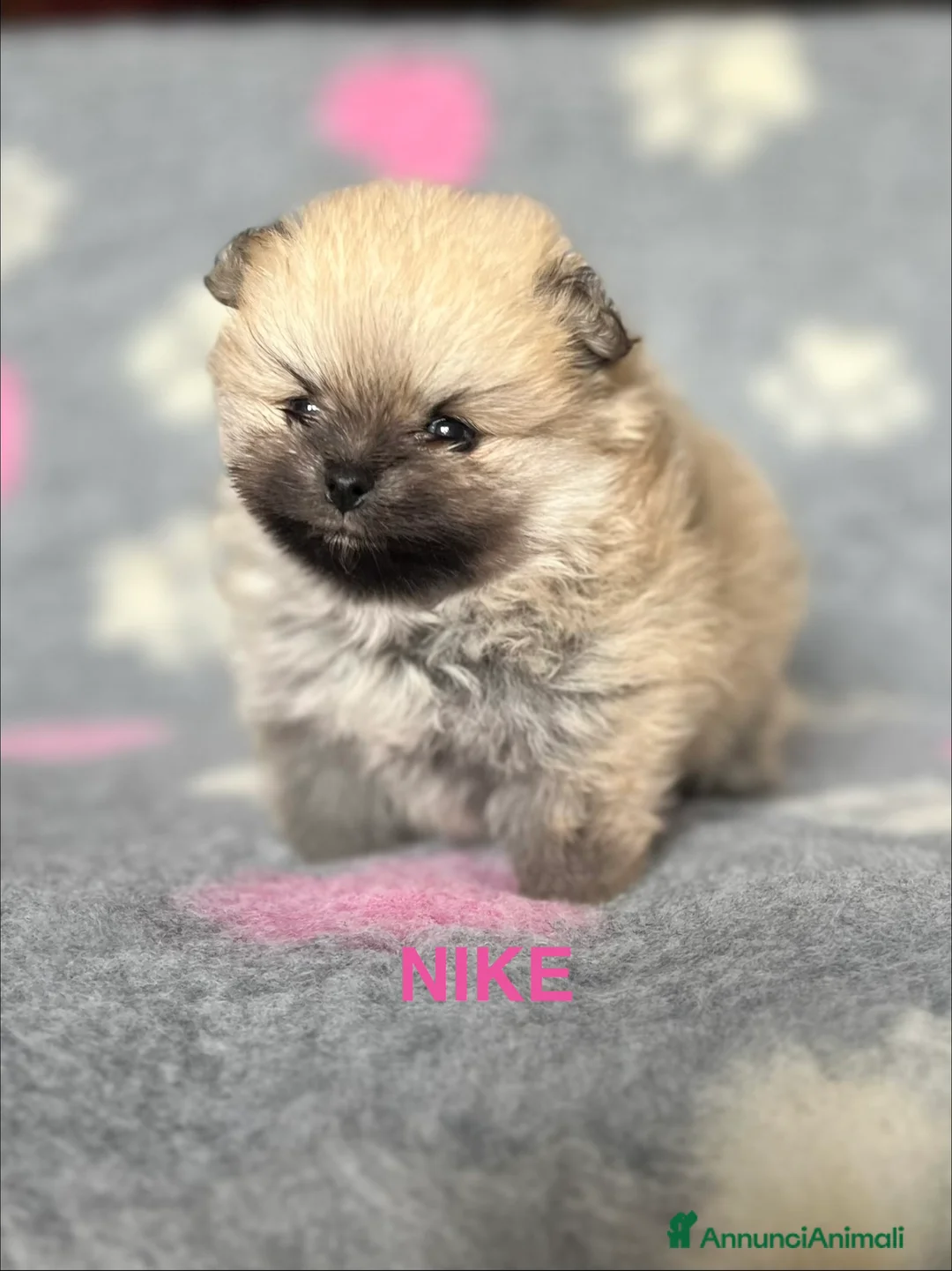 Volpino Pomerania cani in vendita: CUCCIOLA POMERANIA CON PEDIGREE ENCI - Annuncio 1