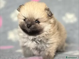 Volpino Pomerania cani CUCCIOLA POMERANIA CON PEDIGREE ENCI - Annuncio 9