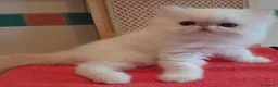 Persiano gatti in vendita: Gatti persiani - Annuncio 3