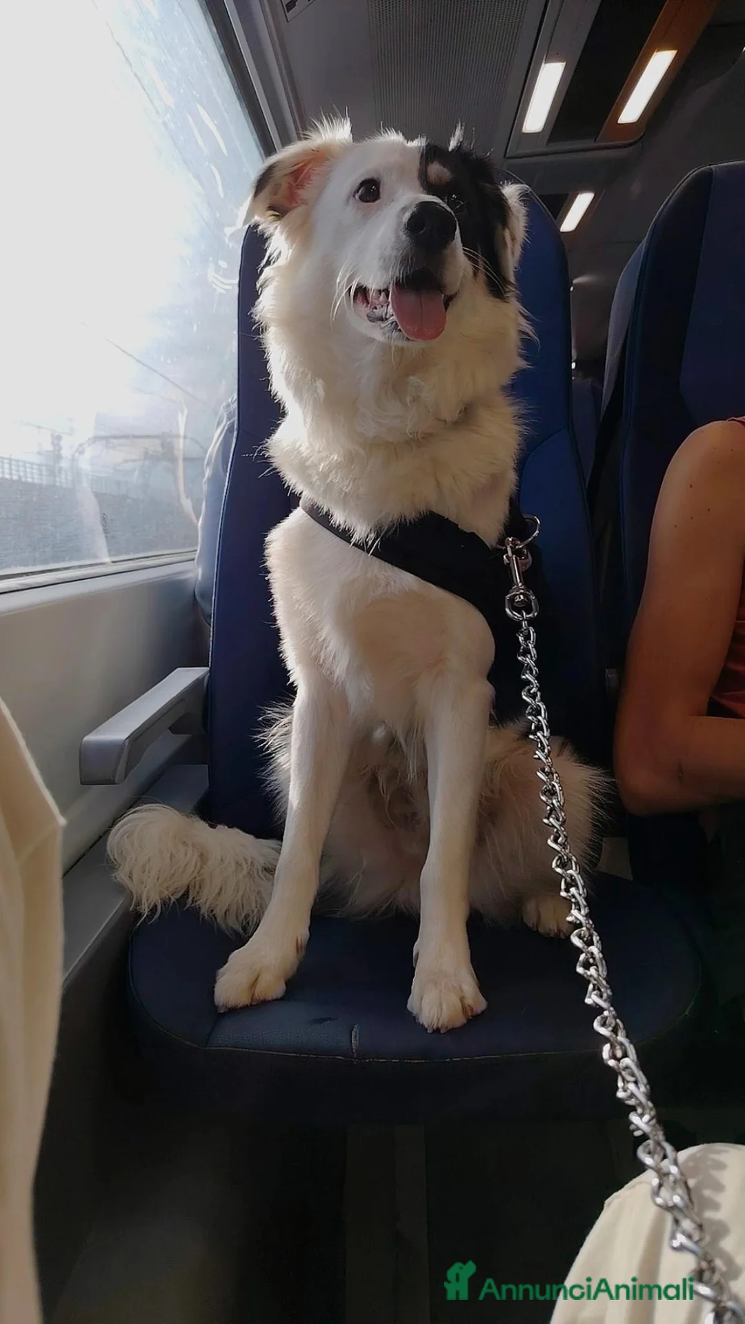 Meticcio cani per accoppiamento: Zack  a Città Metropolitana di Genova - Annuncio 4