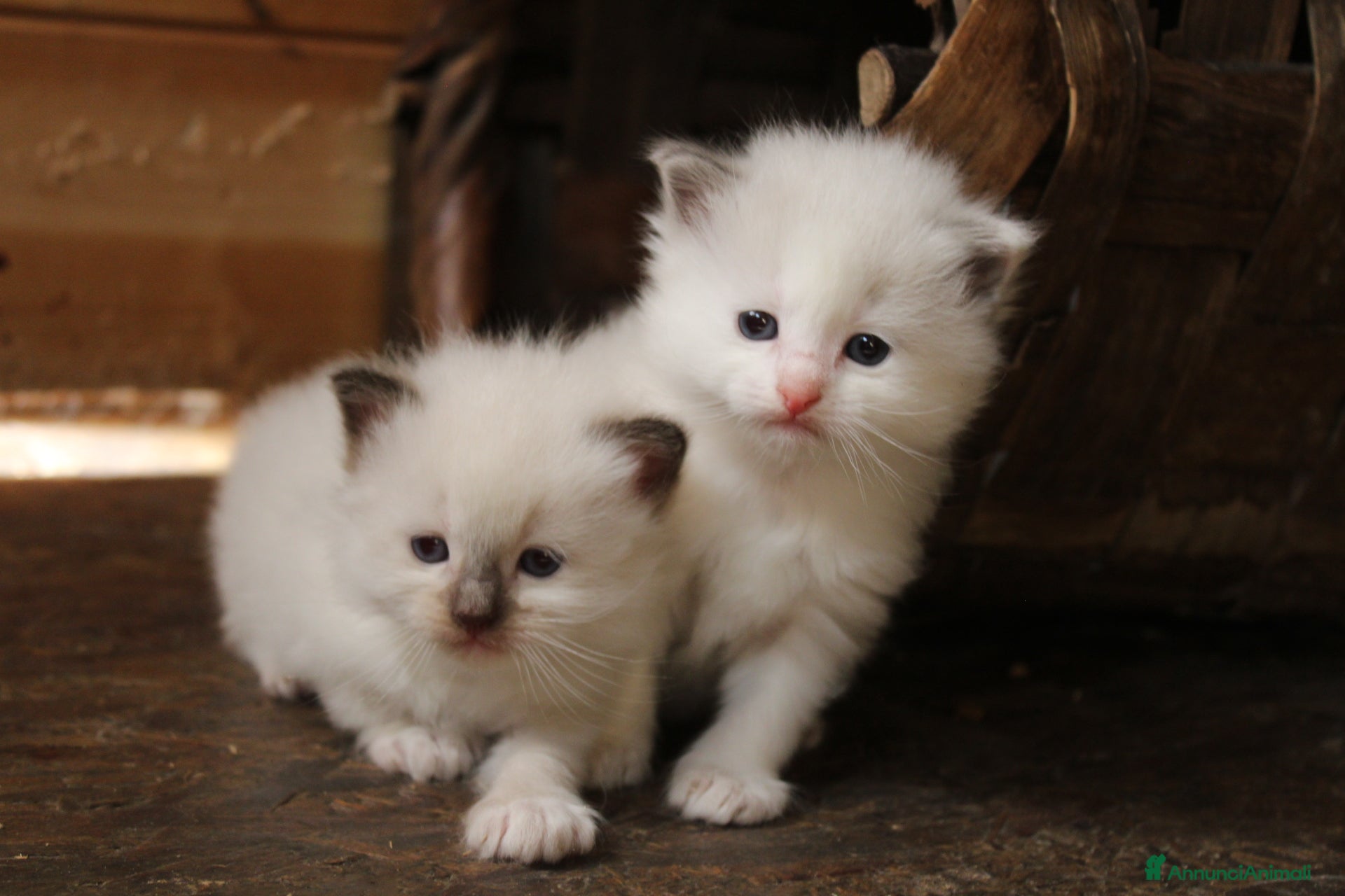 Ragdoll gatti Ragdoll cuccioli con pedigree  - Annuncio 34
