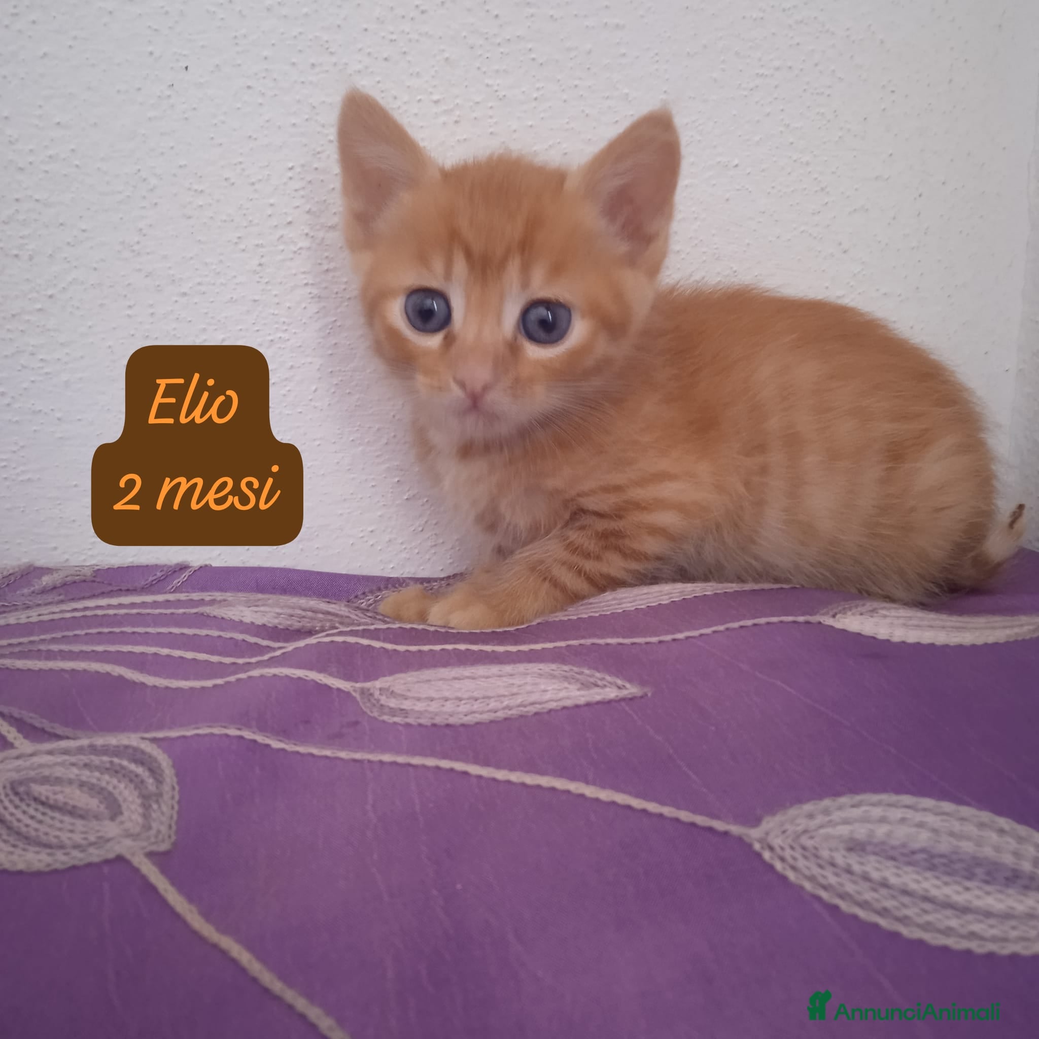 Europeo gatti Urgenti famiglie x questi gattini  - Annuncio 2