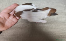 Shih Tzu cani in vendita: Cuccioli di shitzu a Provincia di Cuneo - Immagine 6