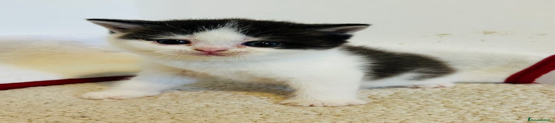 British Gattino 1