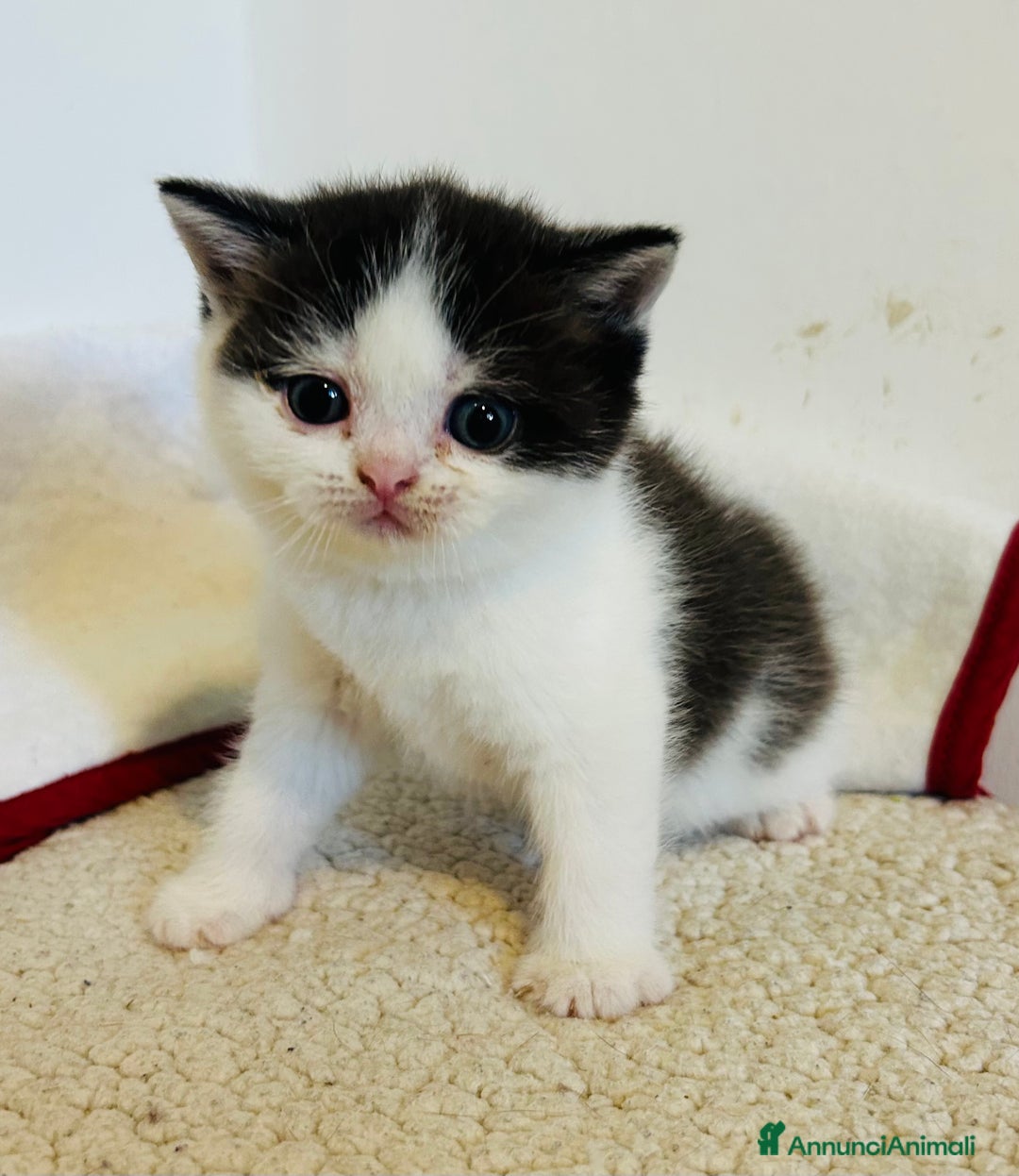 British gatti in vendita: 🐾 Cuccioli British Shorthair 🐾  a Provincia di Padova - Immagine 14