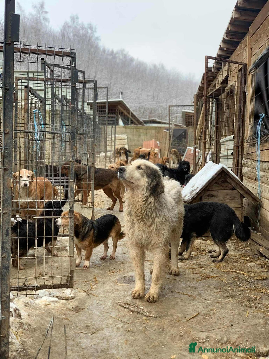 Meticcio cani in regalo: GRISU', dolce gigante cerca famiglia! - Annuncio 4
