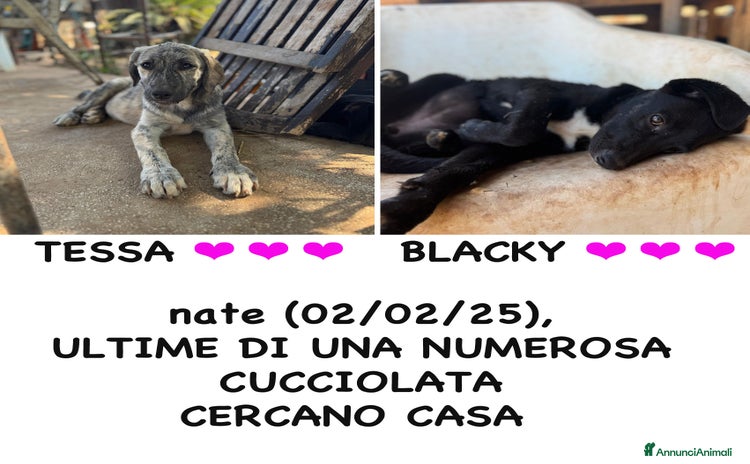 Meticcio cani a Provincia di Bergamo - Annuncio 7