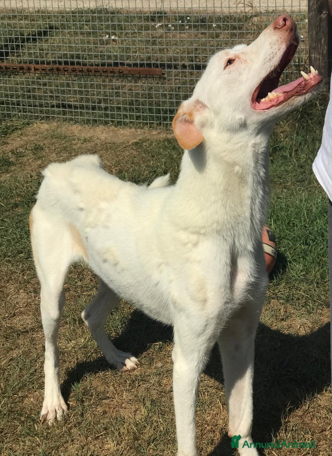 Meticcio cani in regalo: BLANKO a Provincia di Latina - Annuncio 7